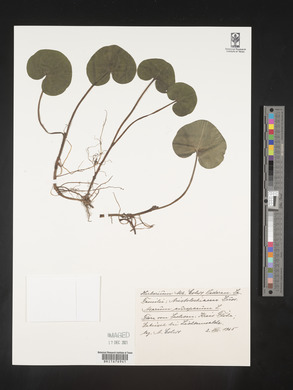 Image Associated With the Occurence