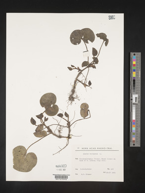 Image Associated With the Occurence