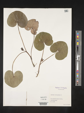 Image Associated With the Occurence