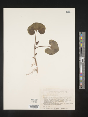 Image Associated With the Occurence