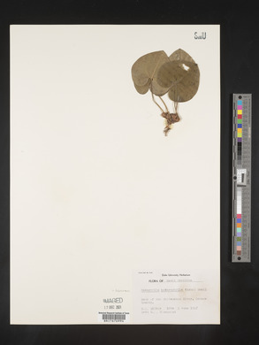 Image Associated With the Occurence