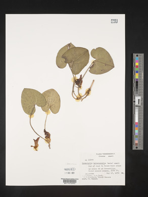 Image Associated With the Occurence