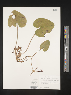 Image Associated With the Occurence