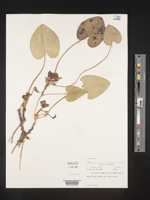 Image Associated With the Occurence