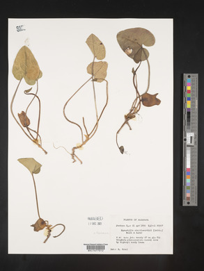 Image Associated With the Occurence
