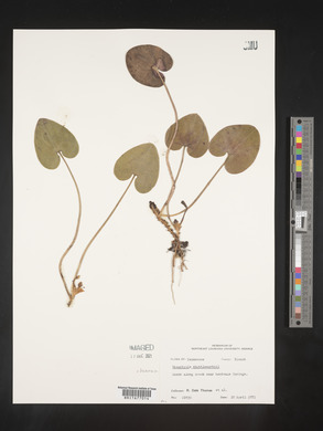 Image Associated With the Occurence
