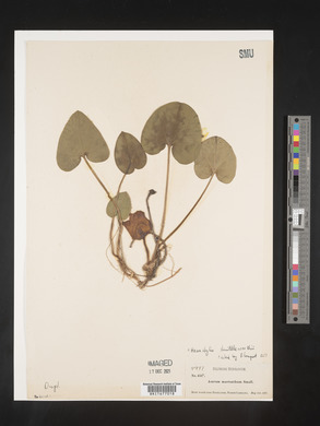 Image Associated With the Occurence