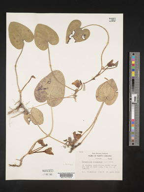 Image Associated With the Occurence