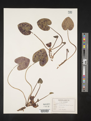 Image Associated With the Occurence