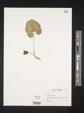Image Associated With the Occurence