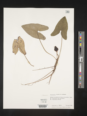 Image Associated With the Occurence