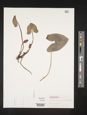 Image Associated With the Occurence
