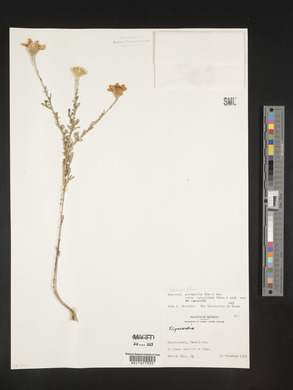 Adenophyllum porophyllum image