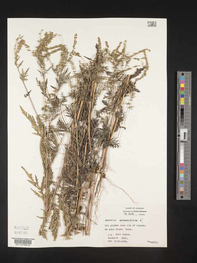 Ambrosia artemisiaefolia image