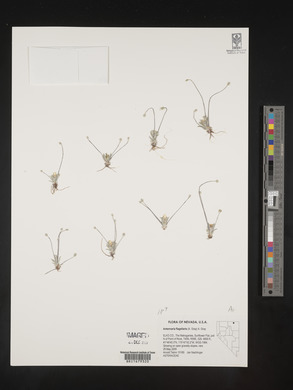 Antennaria flagellaris image