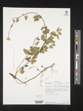Media resource of Anisopappus sylvaticus