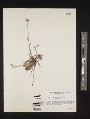 Antennaria neglecta image