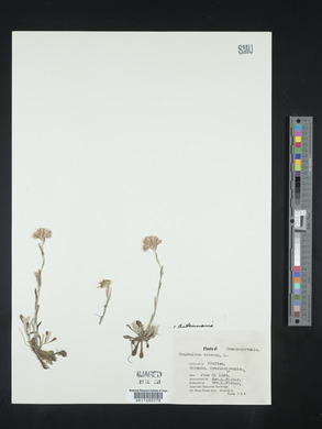 Antennaria dioica image