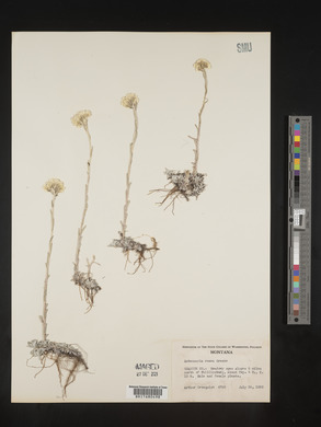 Antennaria rosea image