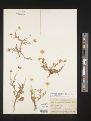 Aphanostephus ramosissimus var. ramosus image