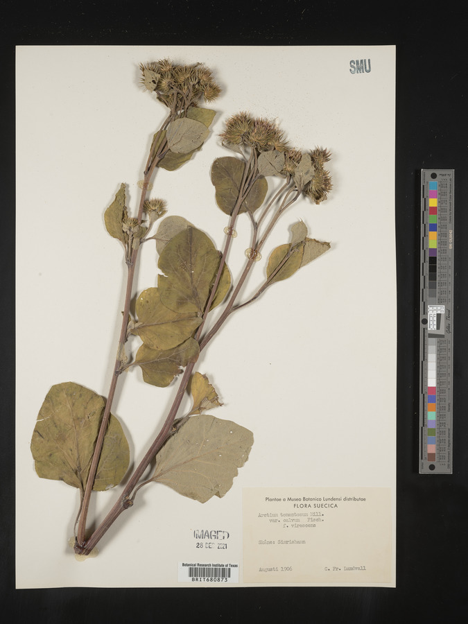 Arctium tomentosum image