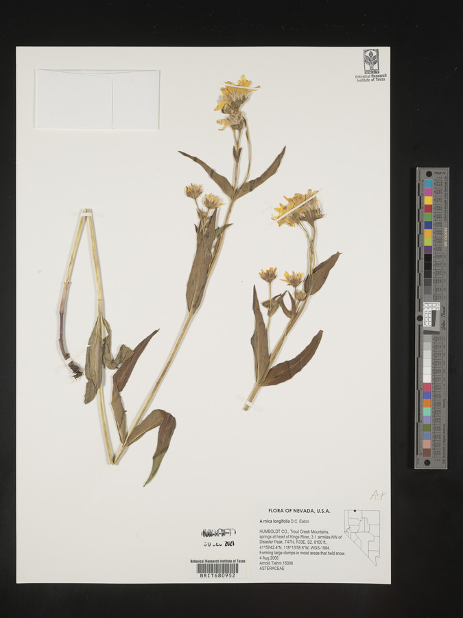 Arnica longifolia image