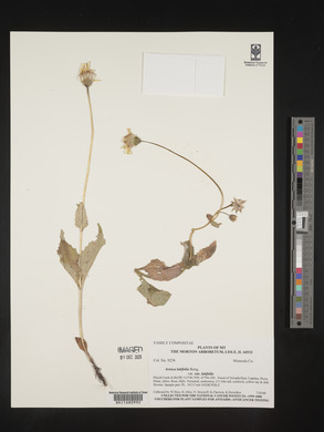 Arnica latifolia image