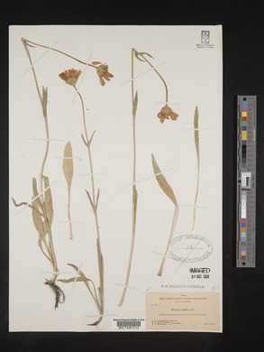 Arnica alpina image