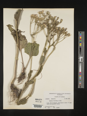 Cacalia floridana image