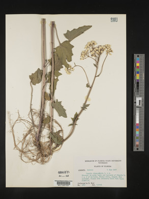 Cacalia diversifolia image