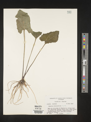 Cacalia diversifolia image