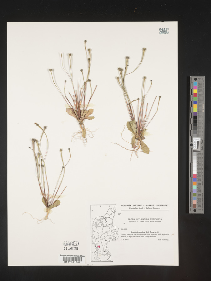 Arnoseris image