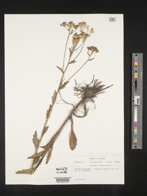 Arnoglossum sulcatum image