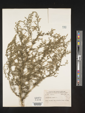 Artemisia annua image