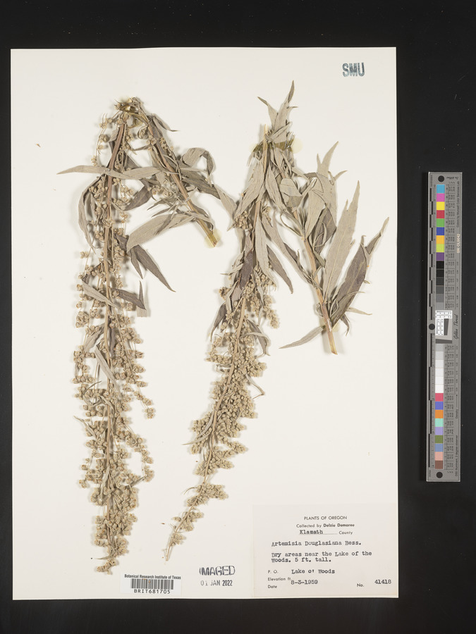 Artemisia douglasiana image