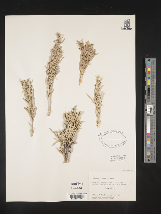 Artemisia cana image