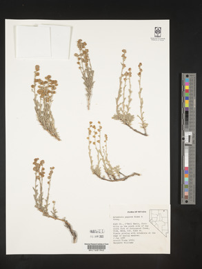 Artemisia papposa image