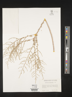Artemisia herba-alba image