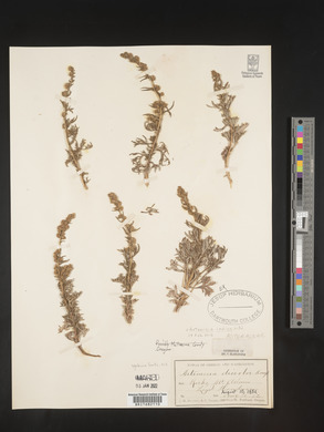 Image of Artemisia indica