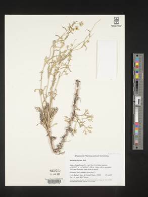 Artemisia furcata image