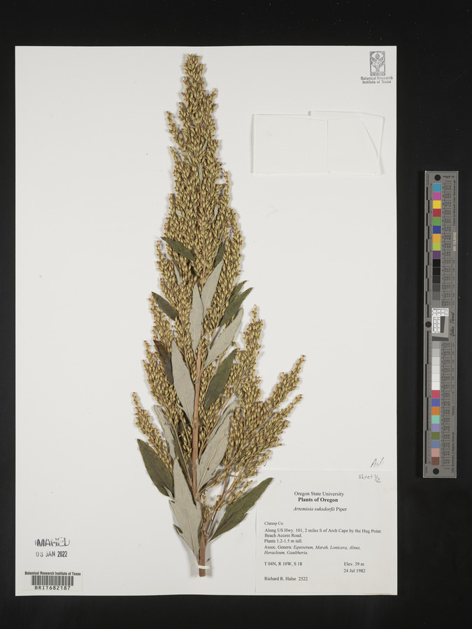 Artemisia suksdorfii image