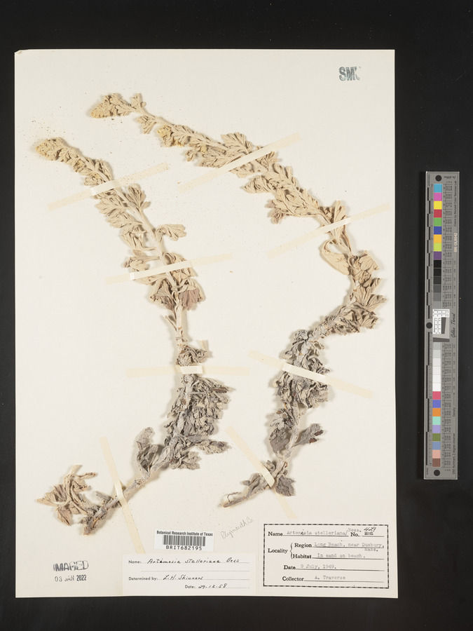 Artemisia stelleriana image