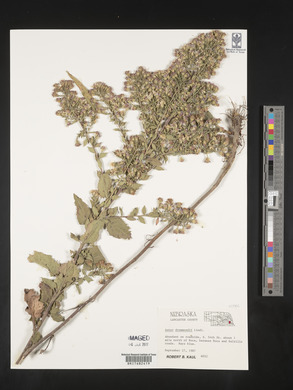 Symphyotrichum drummondii image