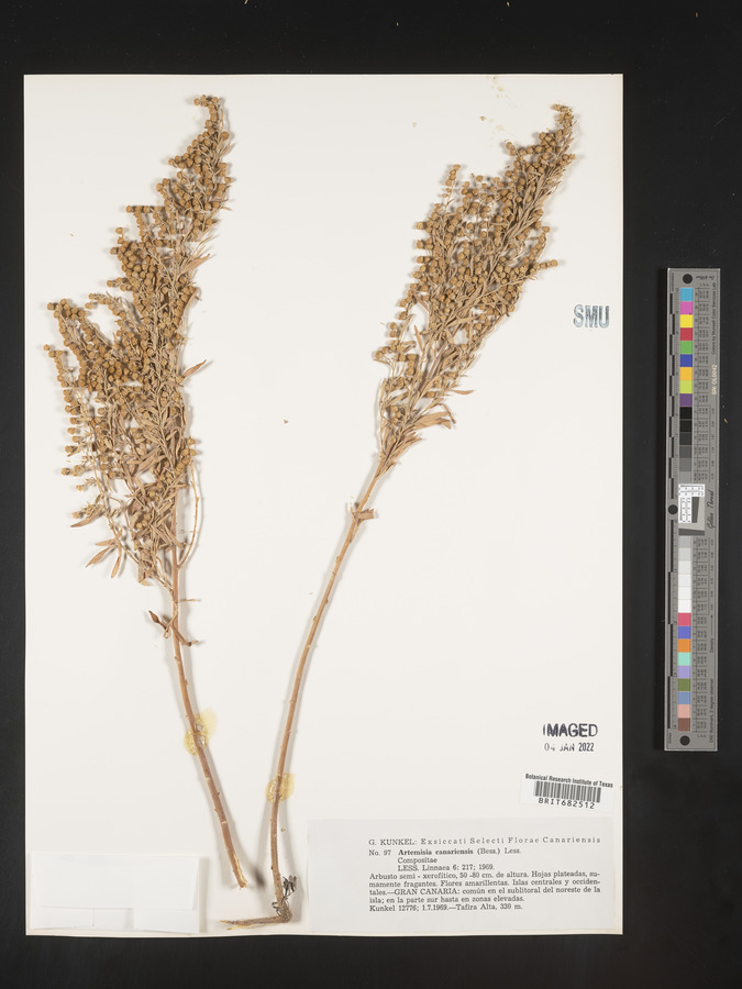 Artemisia canariensis image