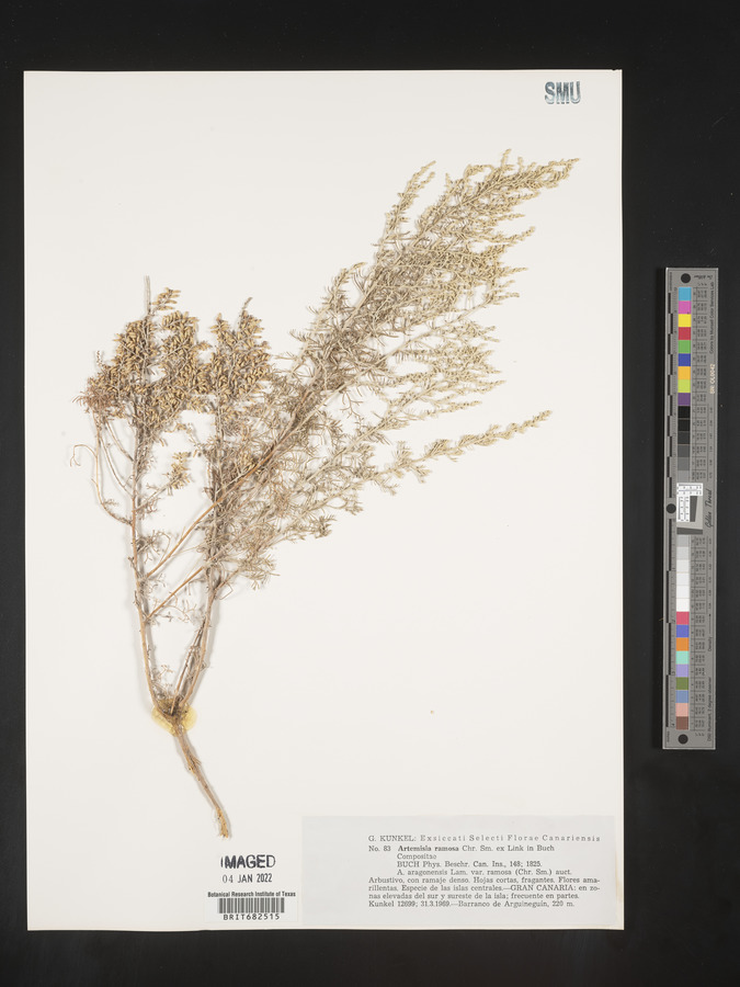 Artemisia ramosa image