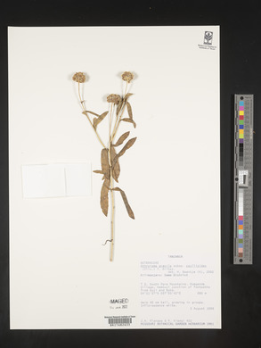 Athroisma gracile subsp. psyllioides image