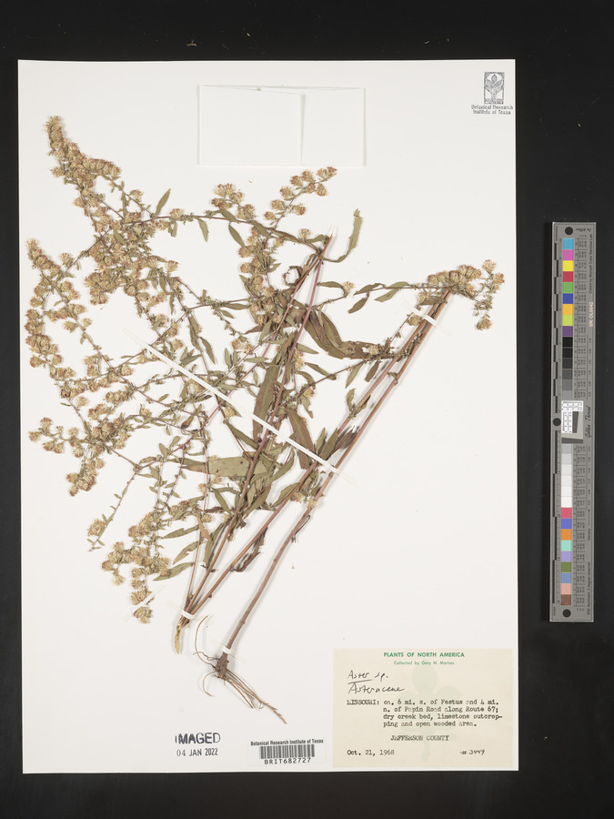 Aster tataricus image
