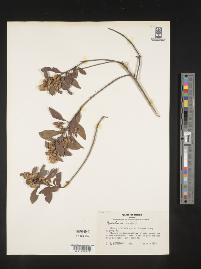 Baccharis lancifolia image