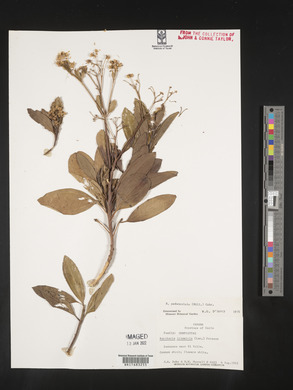 Baccharis pedunculata image