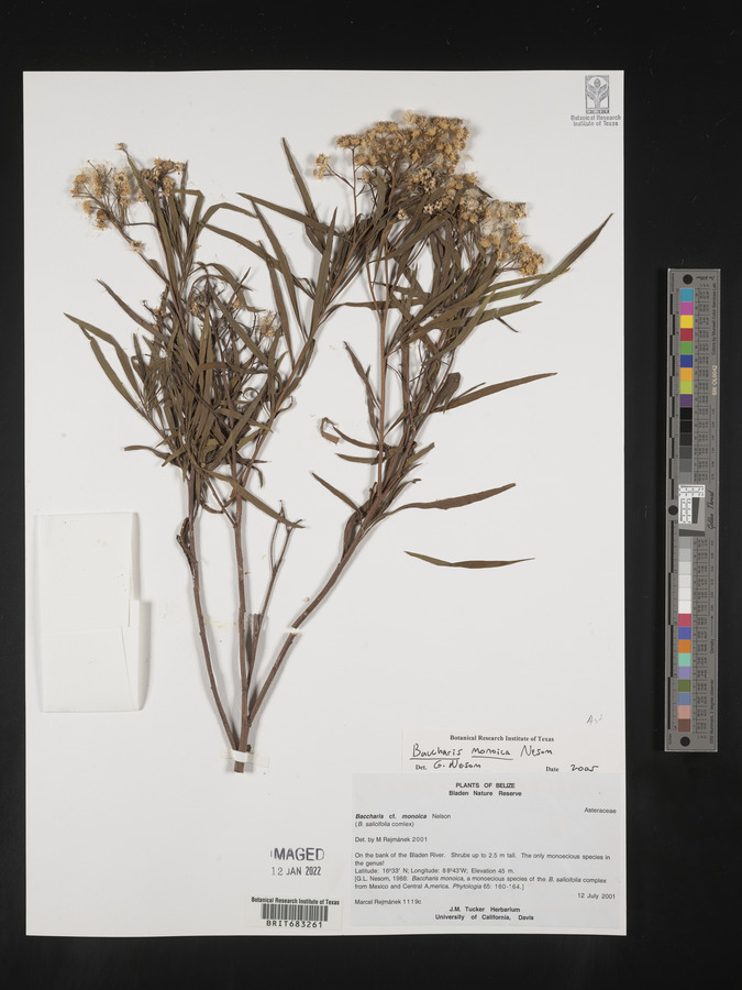 Baccharis monoica image